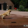 dieren_1