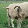 dieren_10
