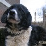 dieren_12