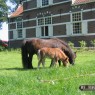 dieren_13
