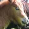 dieren_14