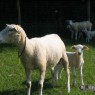 dieren_15