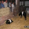 dieren_16