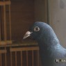 dieren_2