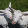 dieren_3