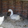 dieren_4