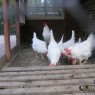 dieren_5