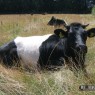dieren_6