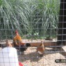 dieren_7