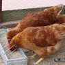 dieren_9