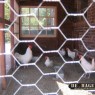 dieren_17