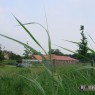 natuur_1