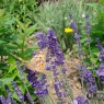 natuur_11