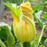 natuur_13