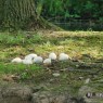 natuur_8