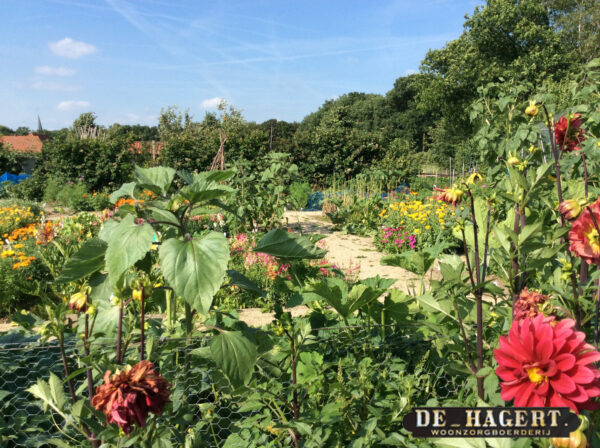 bloemenHagert juli 2015